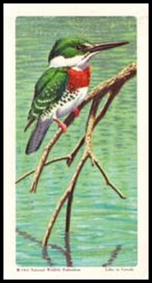 22 Green Kingfisher